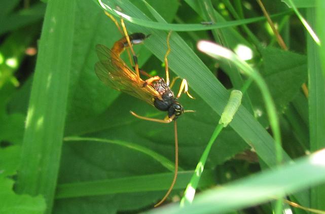 Therion circumflexum